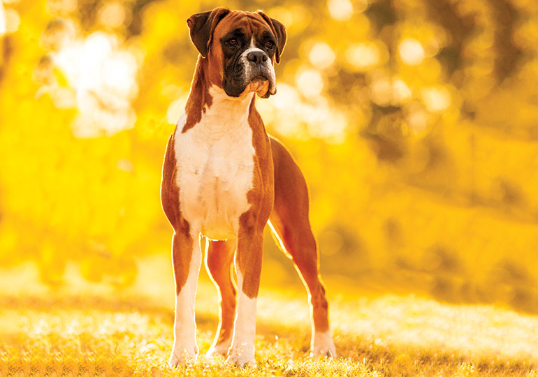 Boxer Breeds