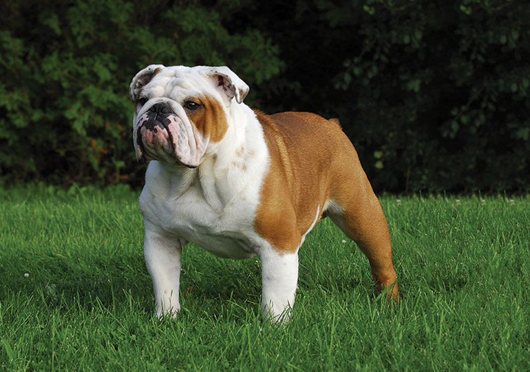 full breed english bulldog