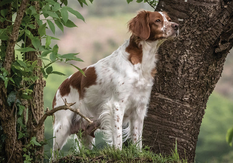 dog breton