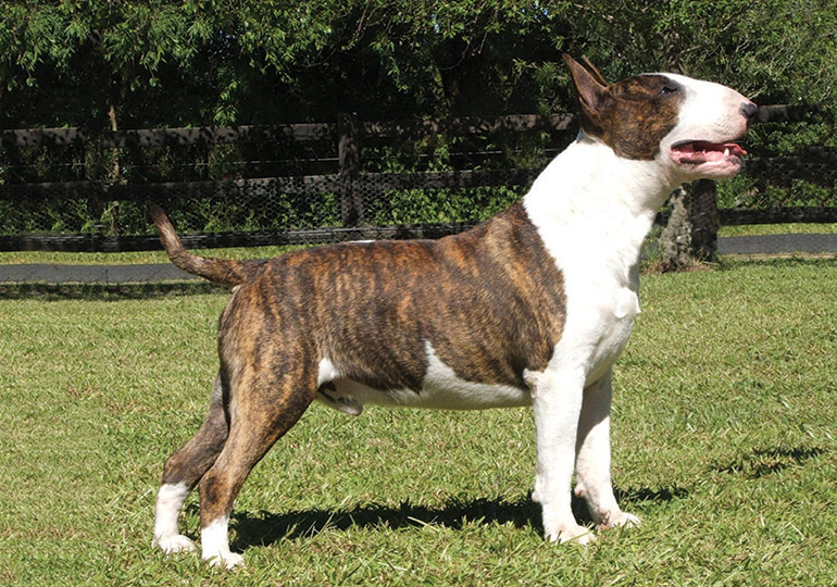 bull terrier for sale