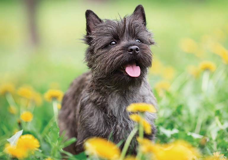 cairn terrier hunting