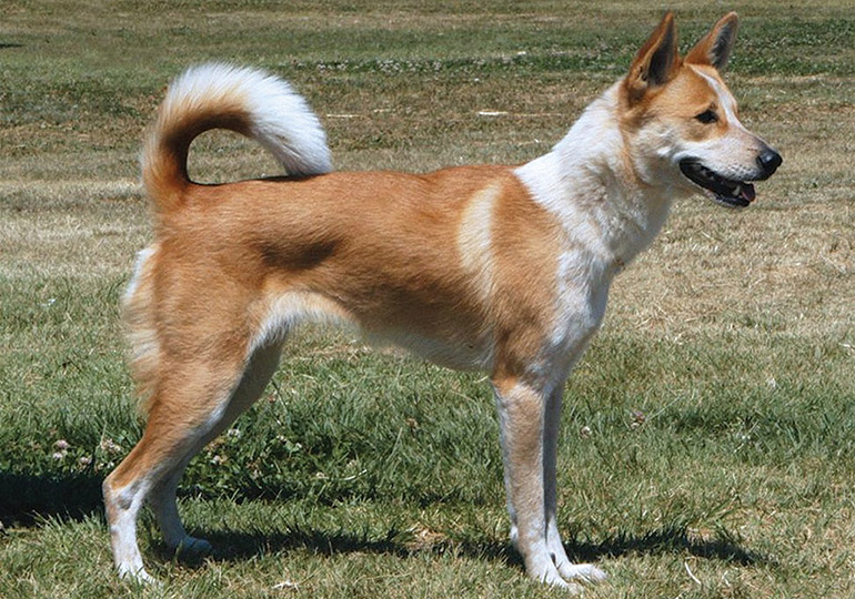 are canaan dogs good with other dogs