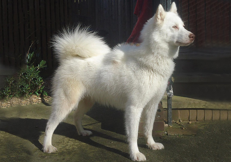 Canadian Eskimo Dog Breeds