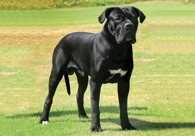 black cane corso yellow eyes