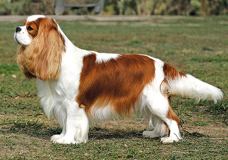 cavalier king charles spaniel show dog