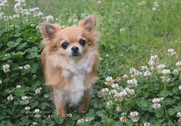 Chihuahua (Long Coat) Breeds