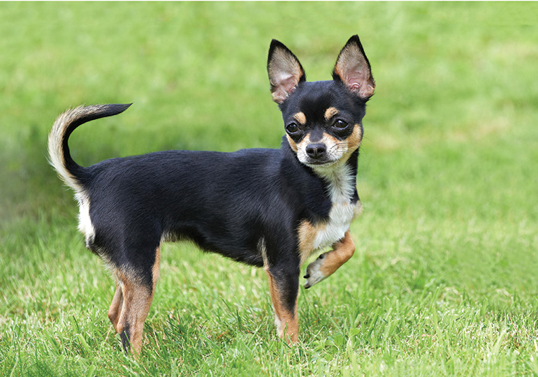 smooth chihuahua