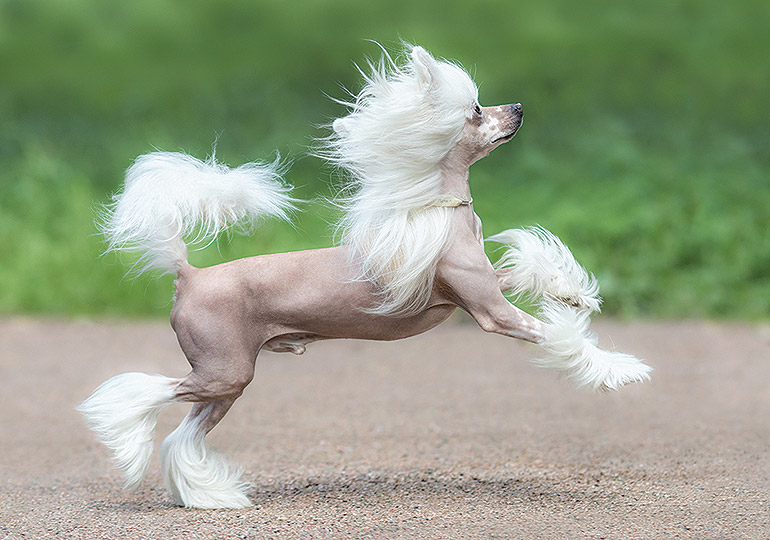 crested chinese hairless dog