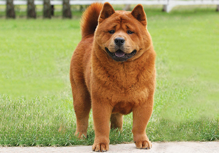 chow chow with no hair