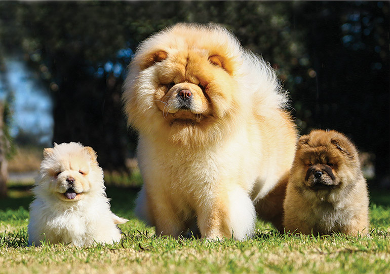 how much is a full breed chow chow