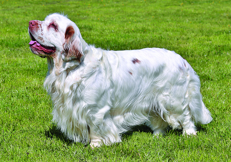 clumber spaniel for sale near me