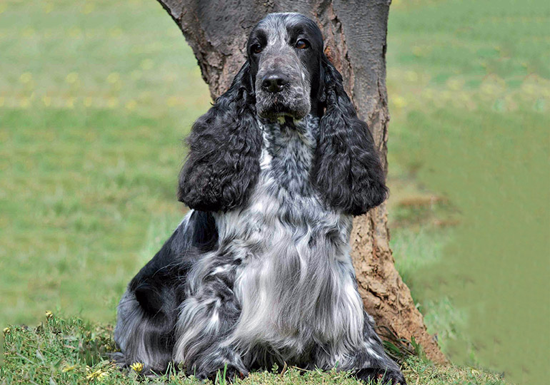 Cocker Spaniel Breeds