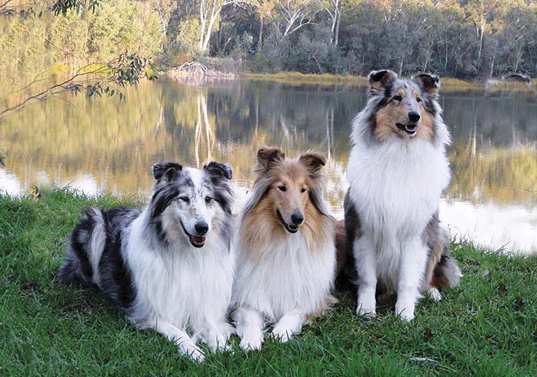 large collie breeds