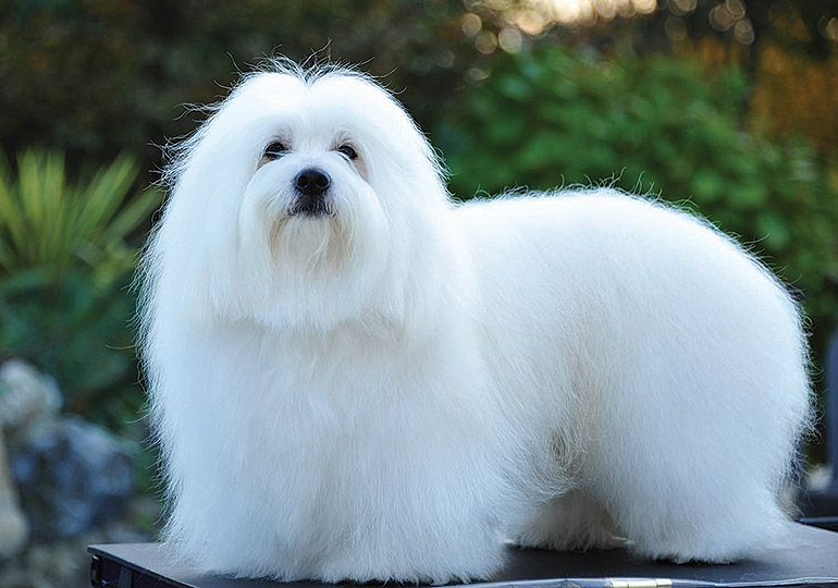 coton de tulear breeders