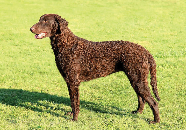 Curly Coated Retriever Breeds