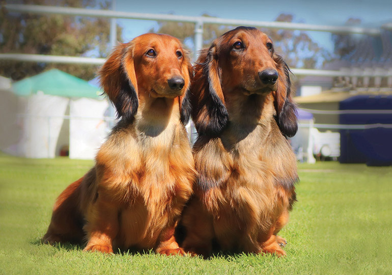 dachshund long hair