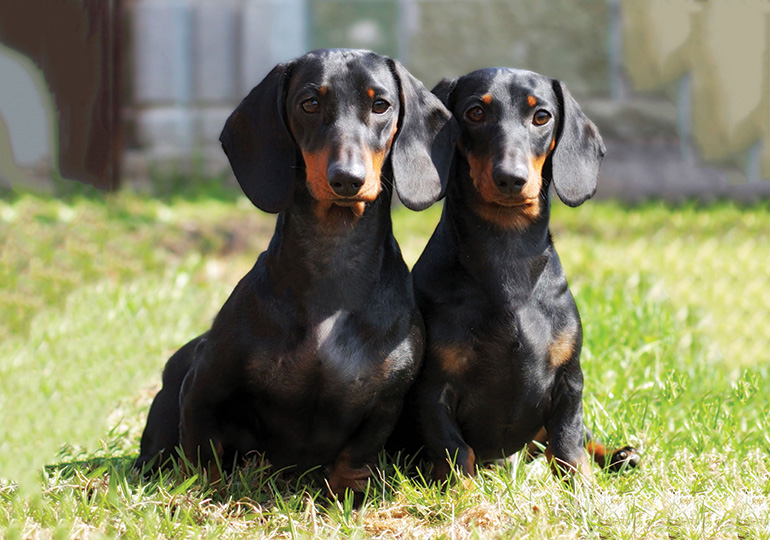 pure dachshund puppies for sale