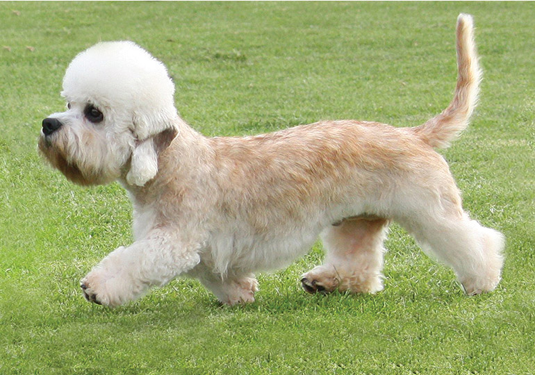 dandie dog breed