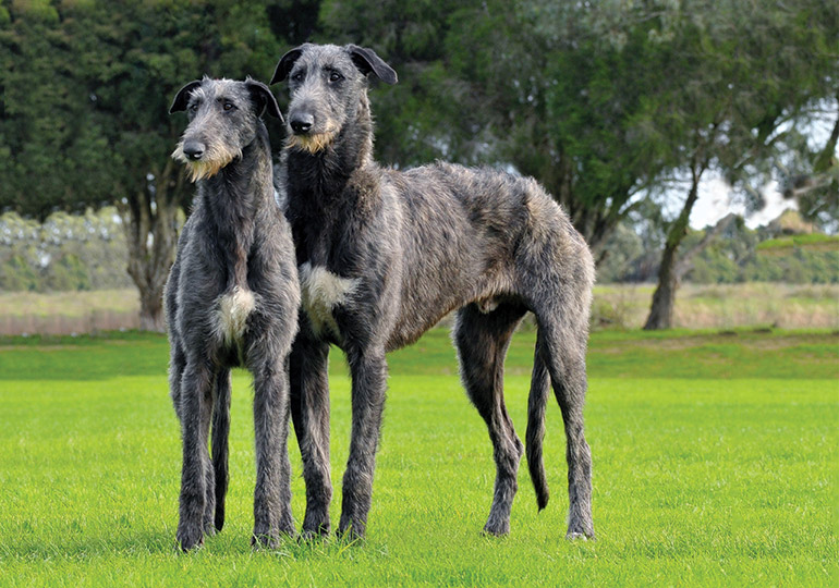 deerhound puppy