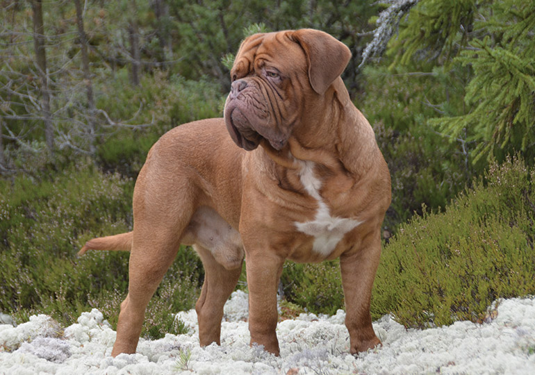 dogue de bordeaux temperament