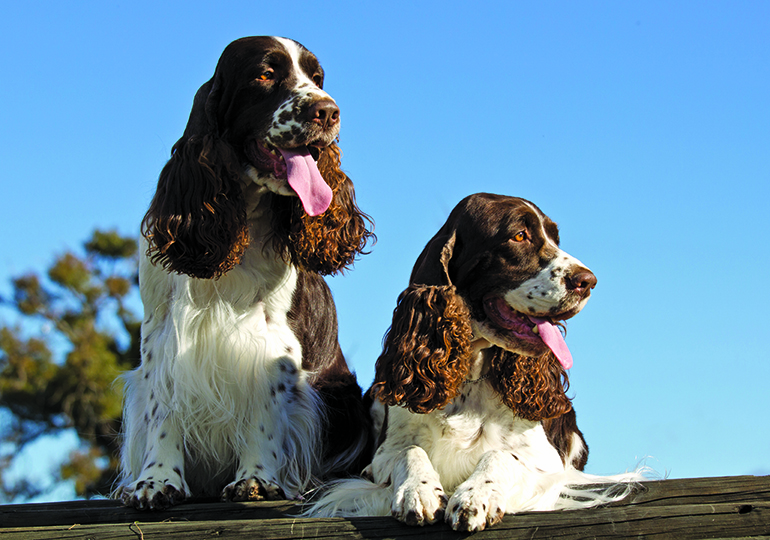 part trained springer spaniel for sale