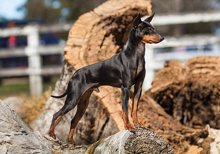 english terrier black