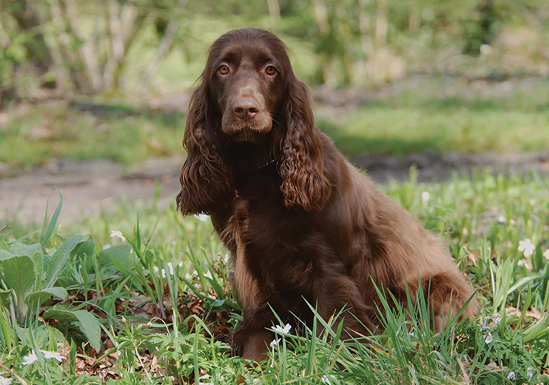 field spaniel puppies for sale