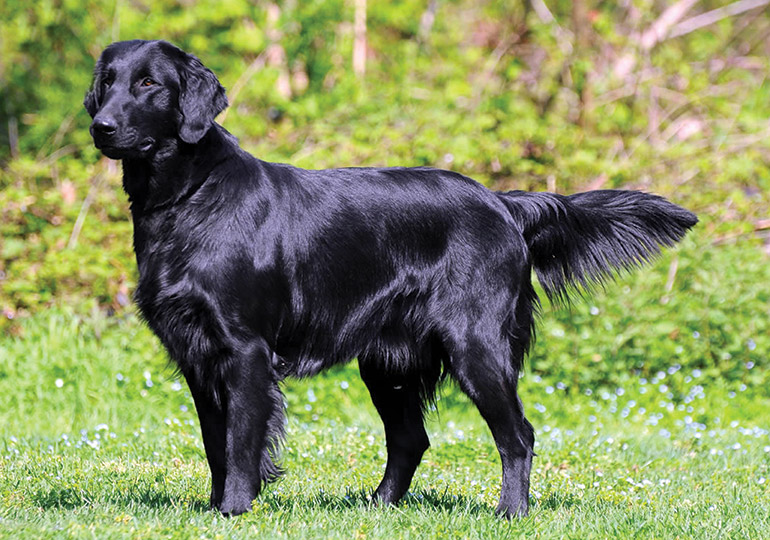 flat coated retriever puppies near me