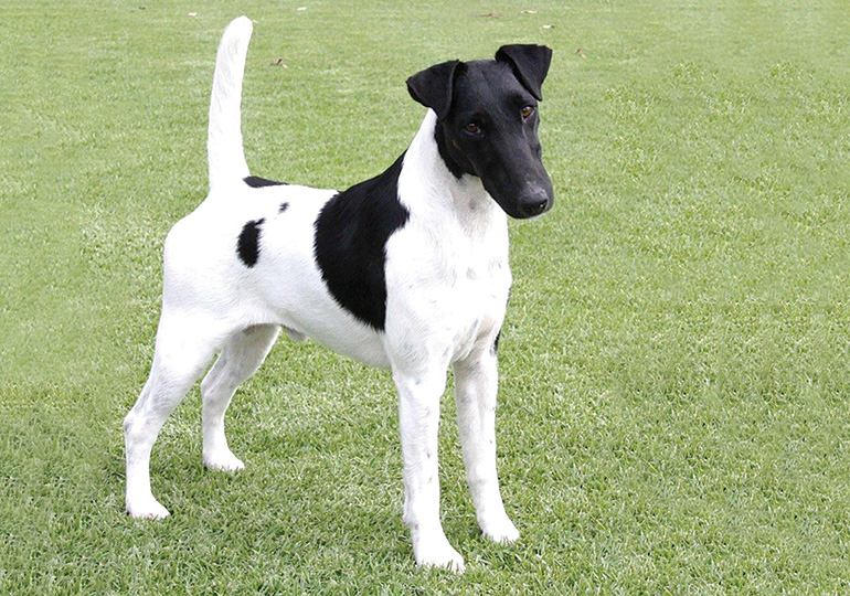 smooth fox terrier