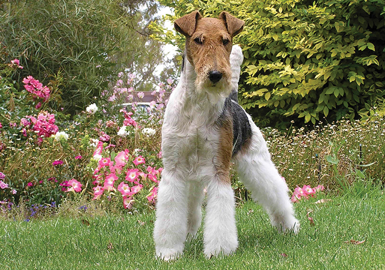 Fox Terrier (Wire) Breeds