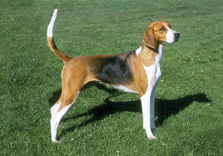 can english foxhounds be guard dogs