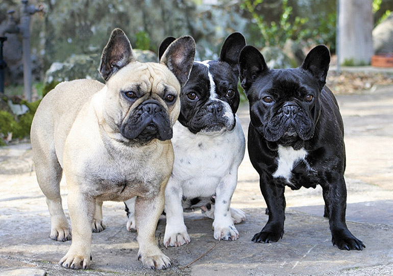 what is the lifespan of a frenchton dog