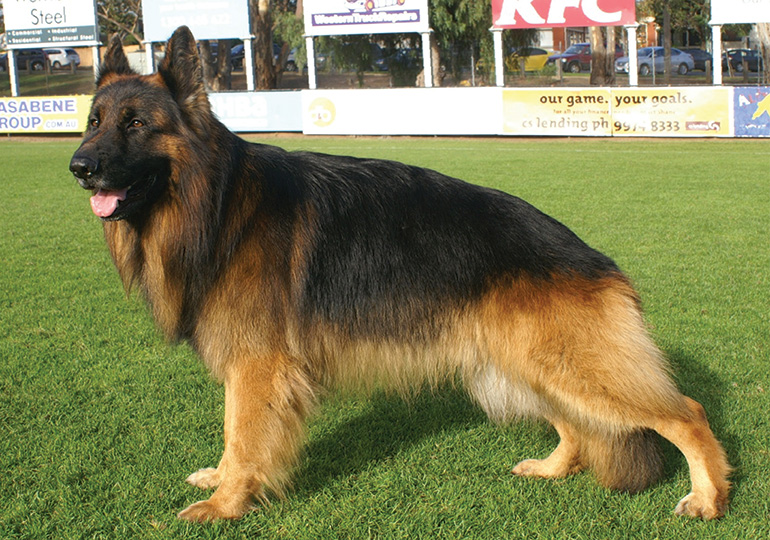 double fur german shepherd