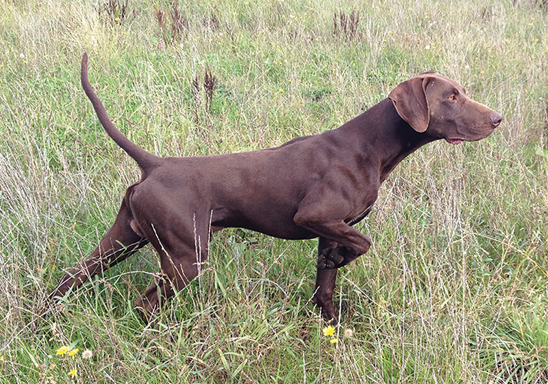 can german shorthaired pointers be left alone