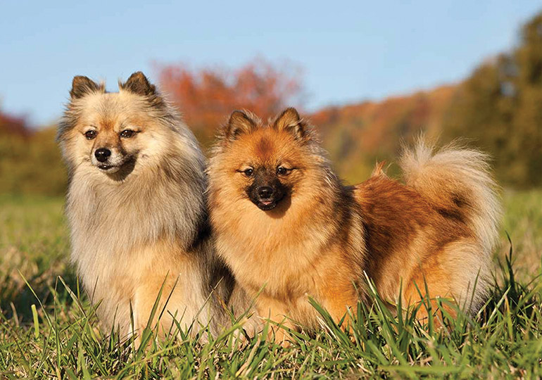 the german spitz