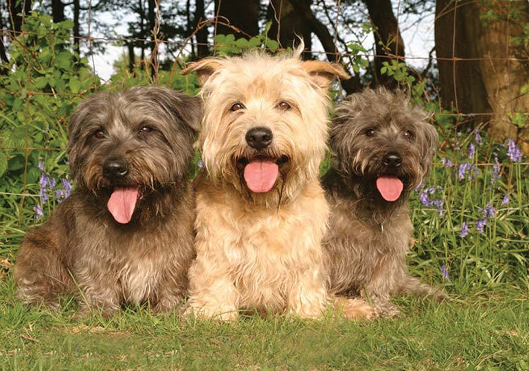 Glen of Imaal Terrier Breeds