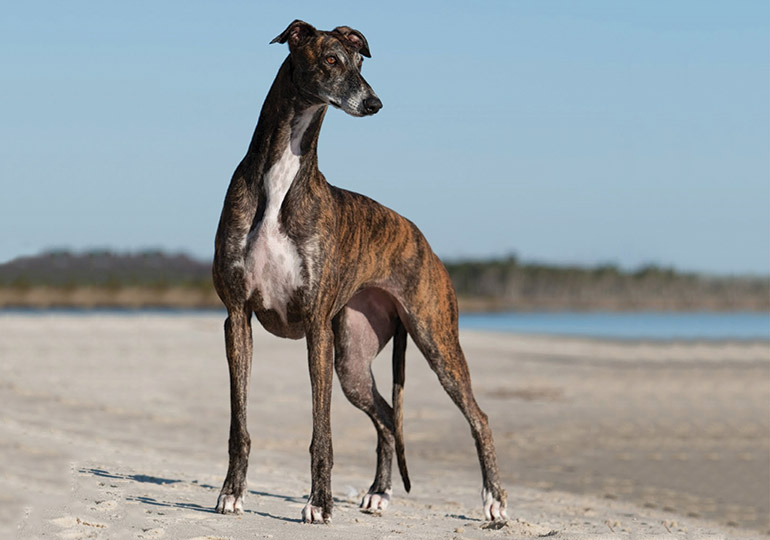 Greyhound dog best sale origin