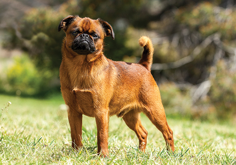 How Much Do Brussels Griffon Dogs Cost