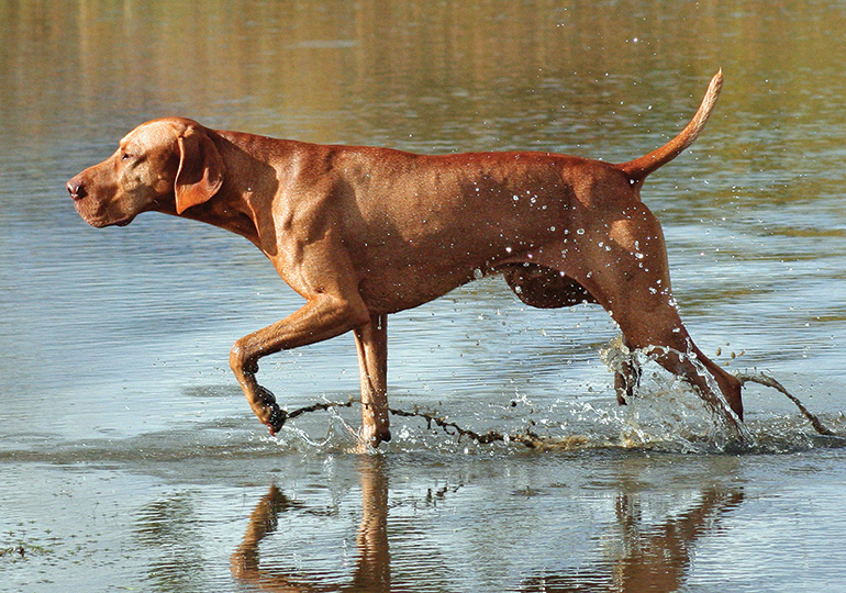 teals vizsla