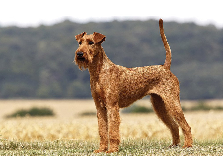 how tall do irish terriers get