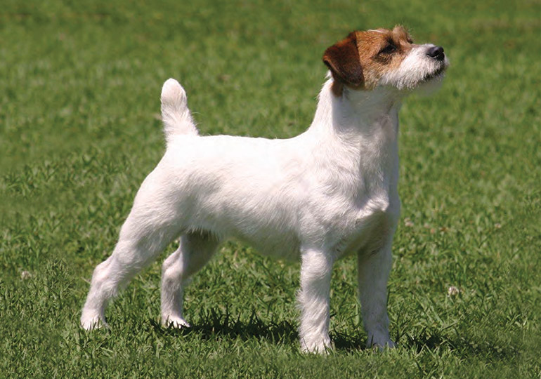 do jack russell terriers have short tails