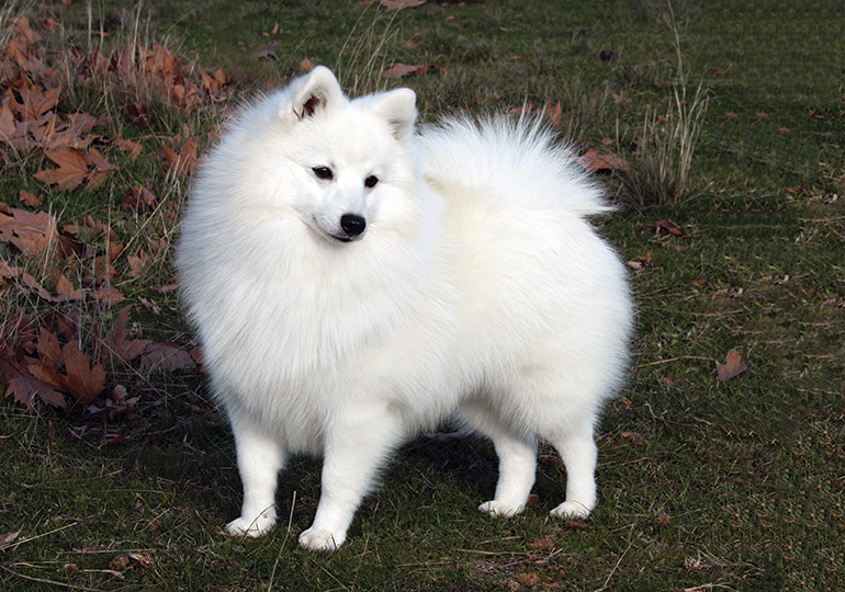 japanese spitz info