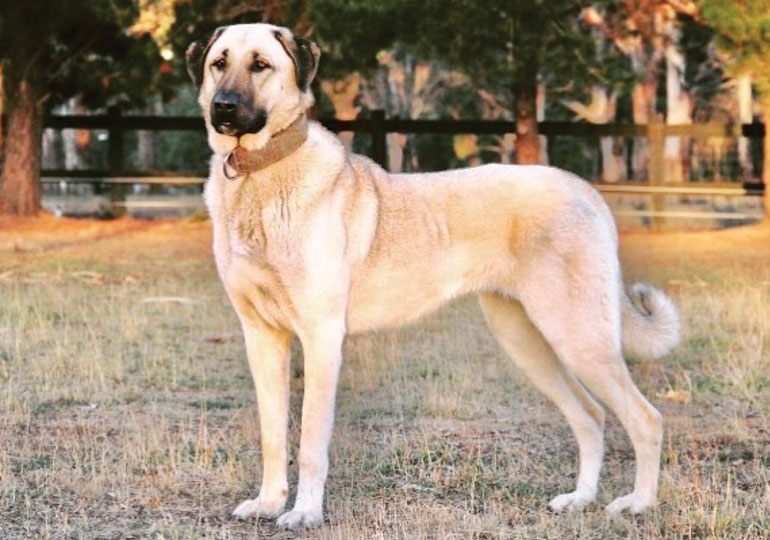 kangals dogs