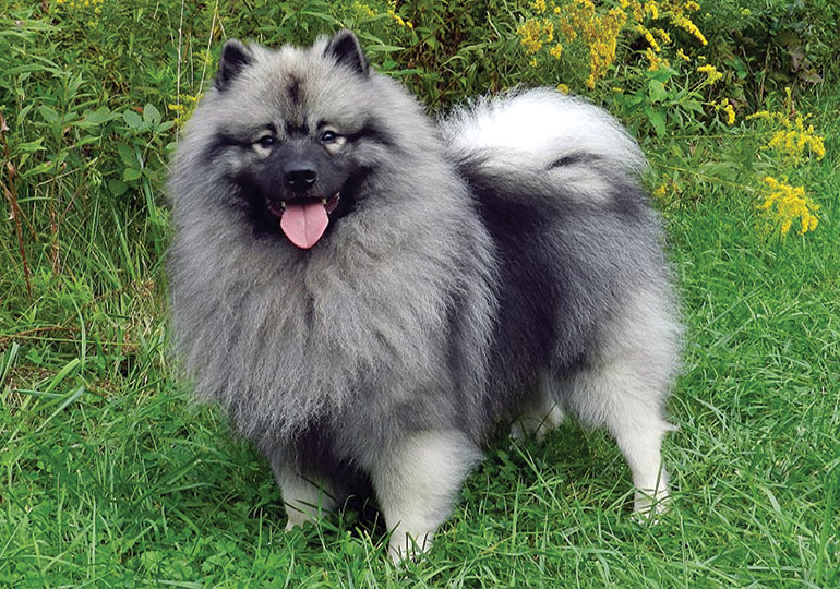 keeshond dog