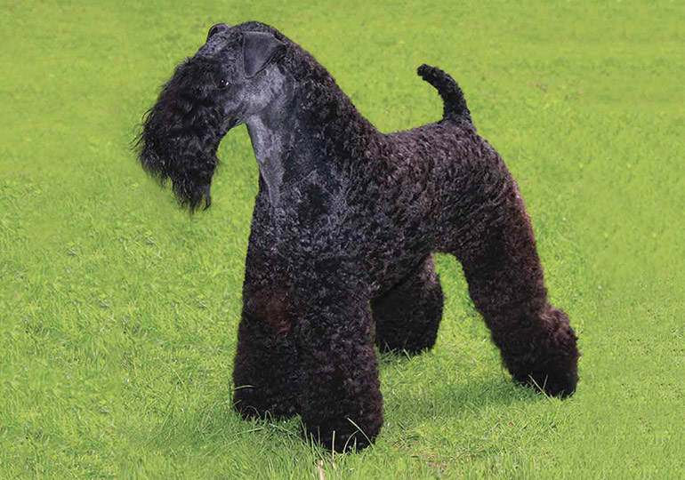 kerry blue terrier rescue