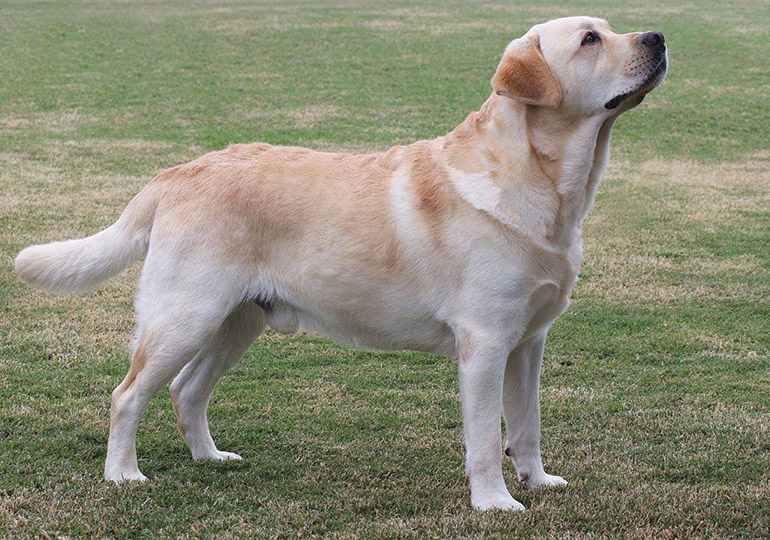 Labrador Retriever Breeds