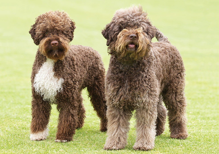 italian truffle dog