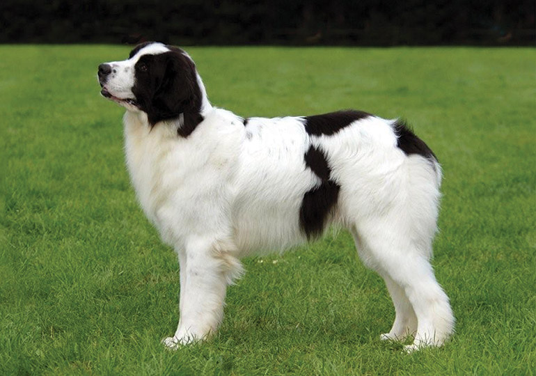 landseer temperament