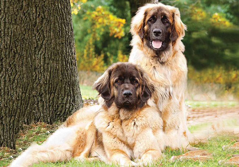 Leonberger breed sales info