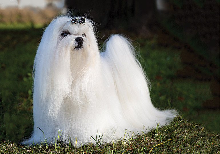 maltese